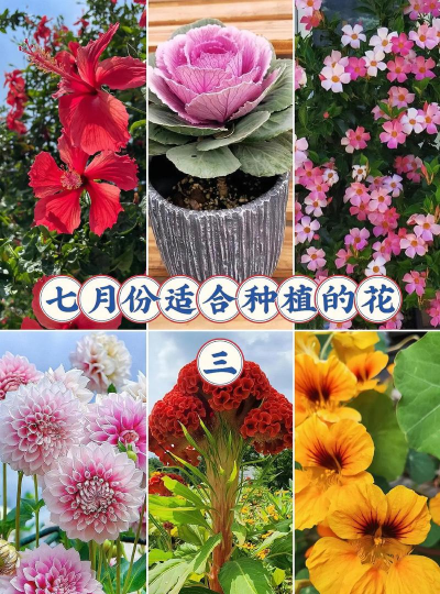 小众送妈妈的花有哪些花