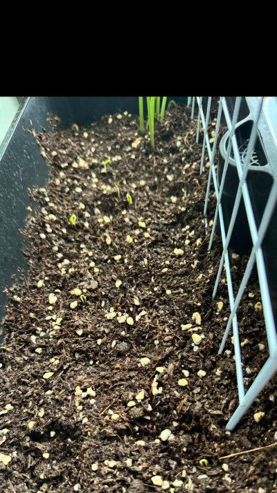 小众送妈妈的花有哪些花