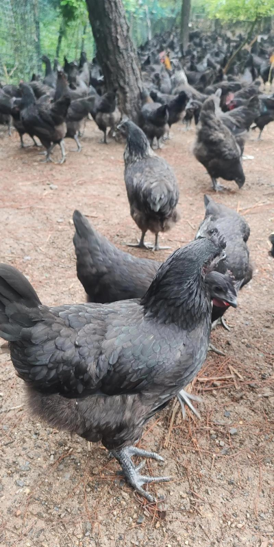 小众送妈妈的花有哪些花