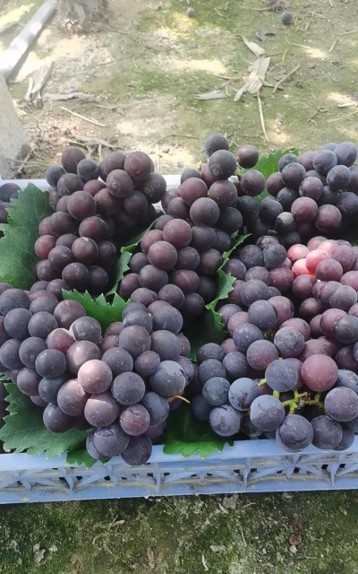 小众送妈妈的花有哪些花