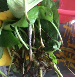 小众送妈妈的花有哪些花