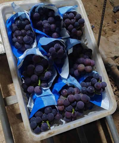 小众送妈妈的花有哪些花