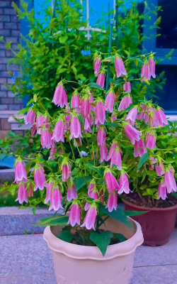 小众送妈妈的花有哪些花