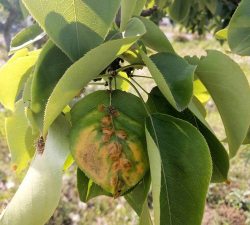 小众送妈妈的花有哪些花