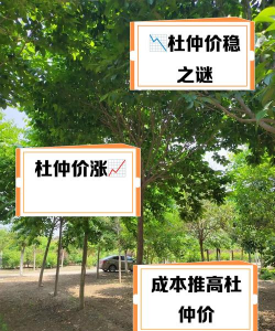 2024年杜仲多少钱一斤