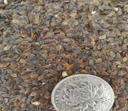 小众送妈妈的花有哪些花