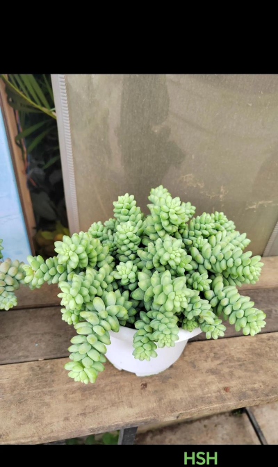 小众送妈妈的花有哪些花