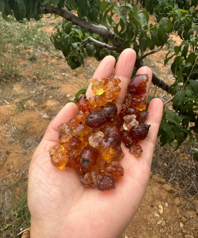 2024年正宗桃胶多少钱一斤 2024年正宗桃胶多少钱一斤