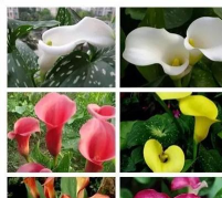 小众送妈妈的花有哪些花