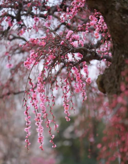垂梅什么季节开花