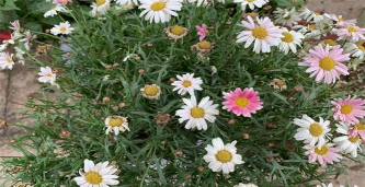 小众送妈妈的花有哪些花