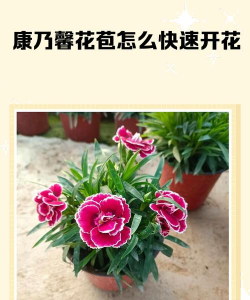 小众送妈妈的花有哪些花