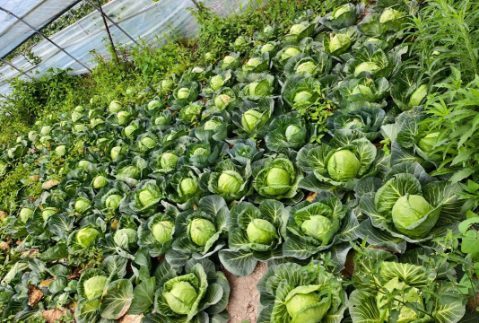 小众送妈妈的花有哪些花