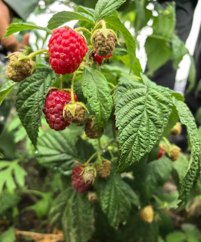 小众送妈妈的花有哪些花