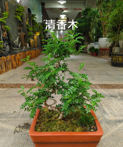 小众送妈妈的花有哪些花