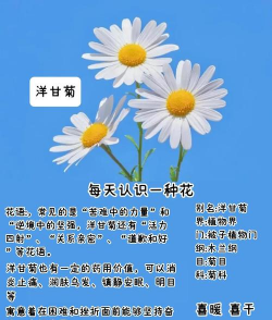 洋甘菊的花语和寓意