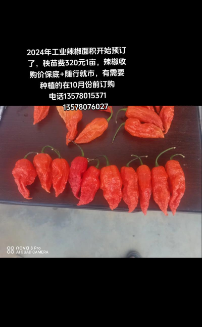 2024年辣椒多少钱一斤