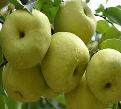 2024年鸭梨多少钱一斤