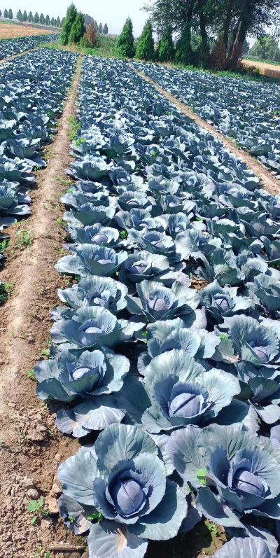 小众送妈妈的花有哪些花