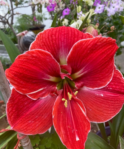 小众送妈妈的花有哪些花
