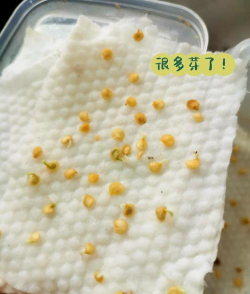 小众送妈妈的花有哪些花