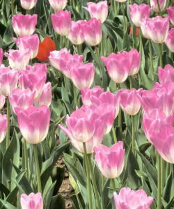 小众送妈妈的花有哪些花