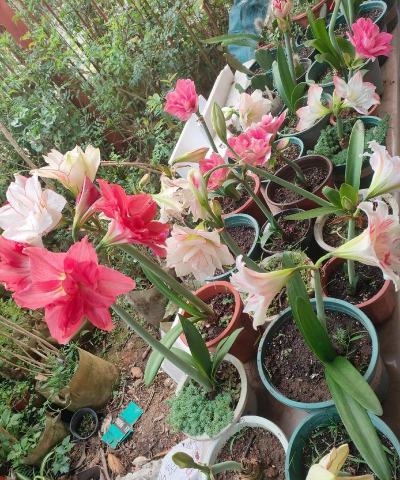 小众送妈妈的花有哪些花