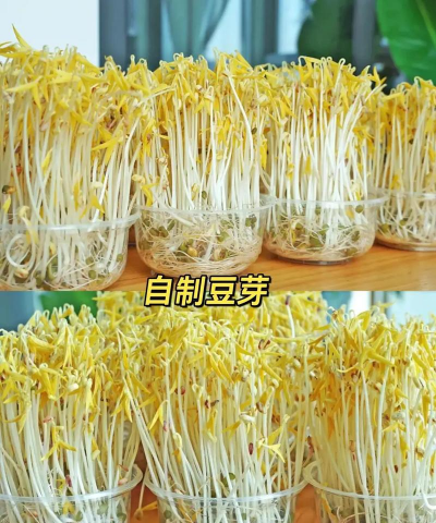 黄豆芽怎么发又粗又快