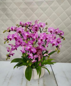 小众送妈妈的花有哪些花