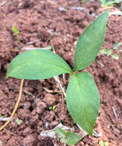 小众送妈妈的花有哪些花