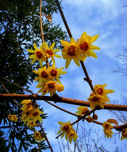 小众送妈妈的花有哪些花