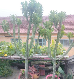 小众送妈妈的花有哪些花