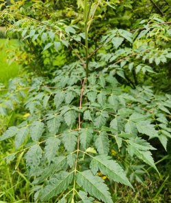 小众送妈妈的花有哪些花