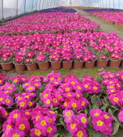 小众送妈妈的花有哪些花