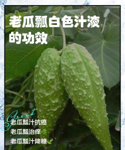 西葫芦肥料的禁忌