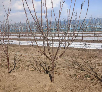 黄蜜樱桃需要什么授粉树