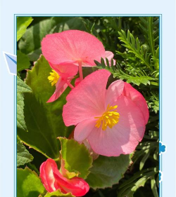 小众送妈妈的花有哪些花