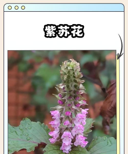 小众送妈妈的花有哪些花