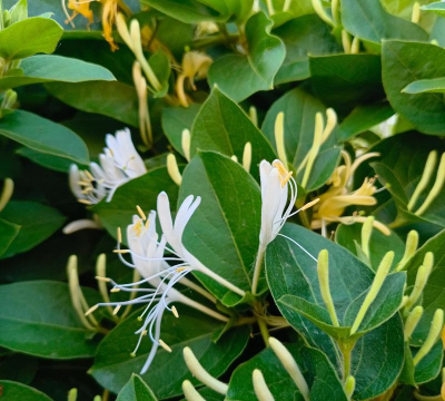 小众送妈妈的花有哪些花