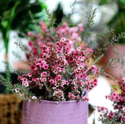 小众送妈妈的花有哪些花