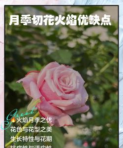 小众送妈妈的花有哪些花