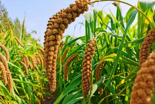 小众送妈妈的花有哪些花