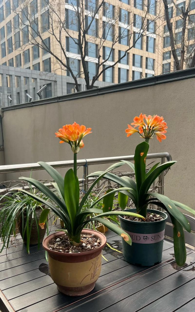 小众送妈妈的花有哪些花