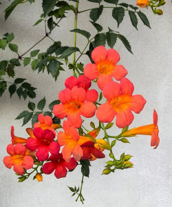 小众送妈妈的花有哪些花