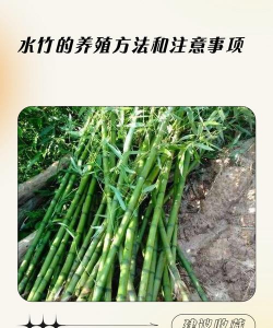 水竹笋养殖方法与注意事项