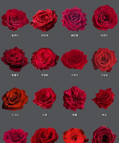 玫瑰花期是几月