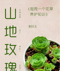 小众送妈妈的花有哪些花