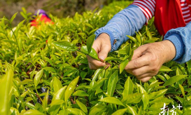茶叶种植技术