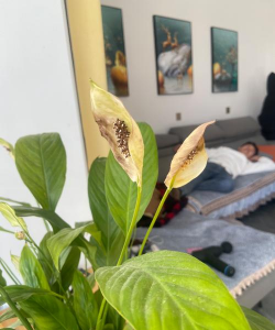 小众送妈妈的花有哪些花