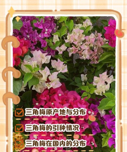 小众送妈妈的花有哪些花